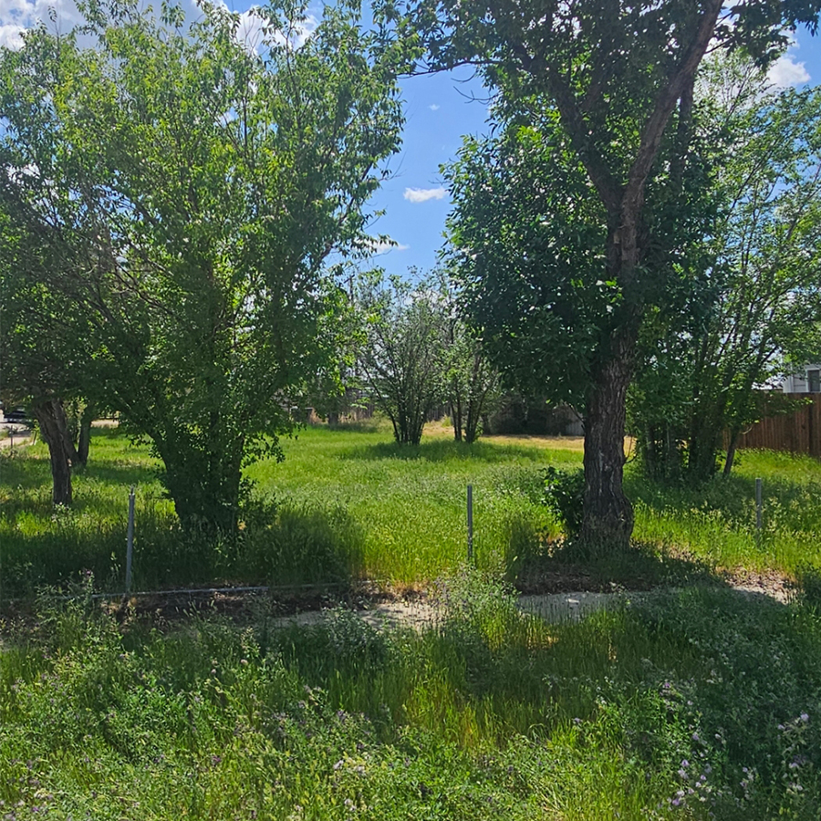 a house with trees in the background
